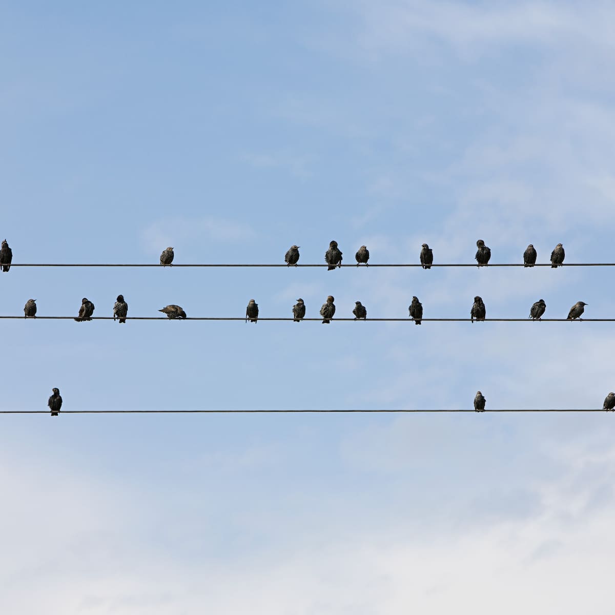 El peligro invisible que mata a miles de aves en España: los cables eléctricos