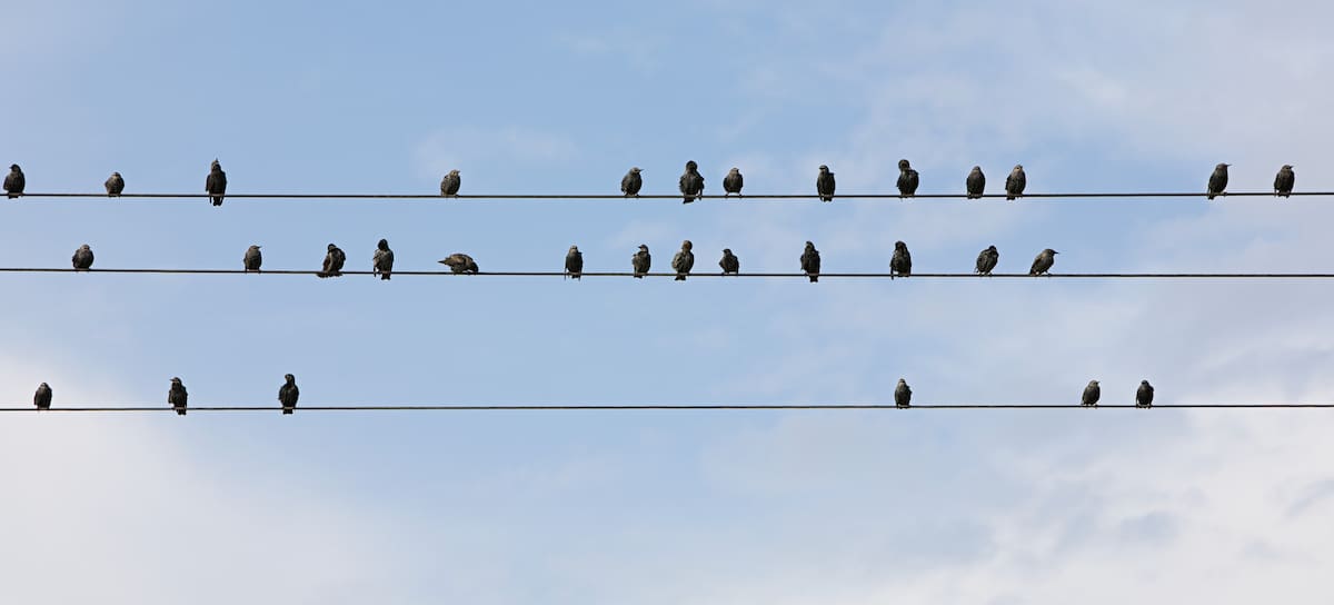Los cables eléctricos pueden ser muy peligrosos para las aves.