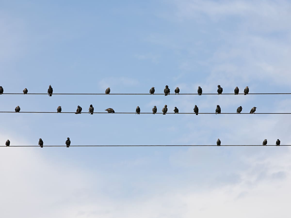 El peligro invisible que mata a miles de aves en España: los cables eléctricos