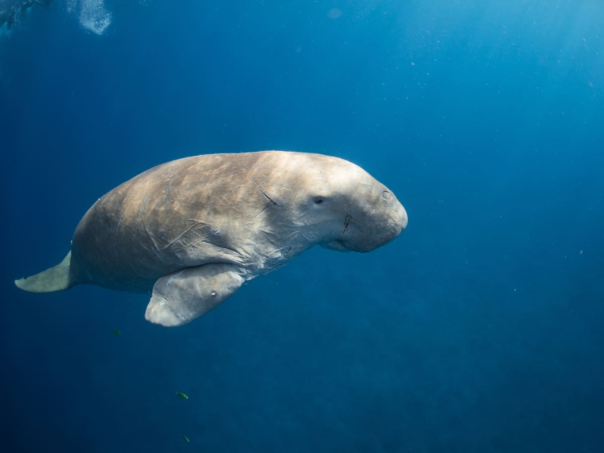 ¿Qué animales viven en el Estrecho de Ormuz y cómo les afecta la guerra?