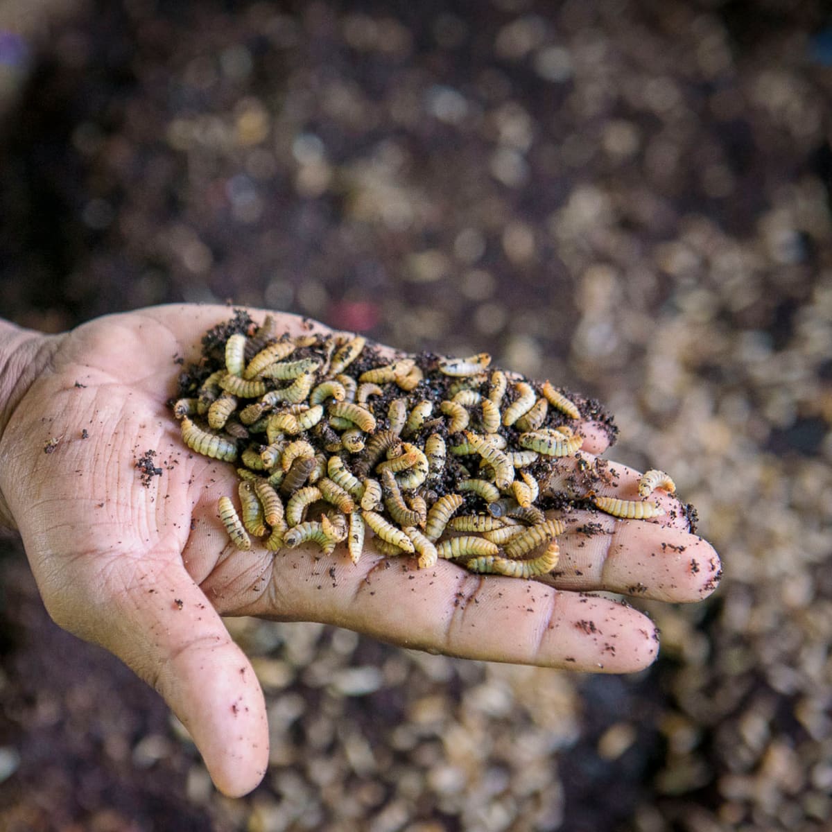 ¿Los insectos sufren? La industria que abre un nuevo debate ético global