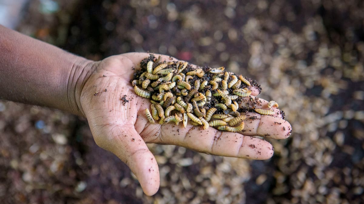¿Los insectos sufren? La industria que abre un nuevo debate ético global