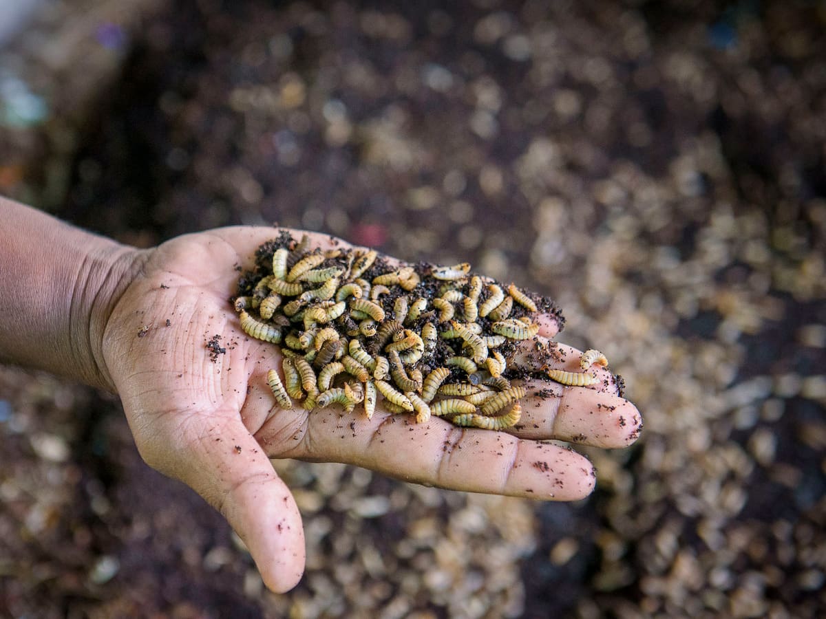 ¿Los insectos sufren? La industria que abre un nuevo debate ético global