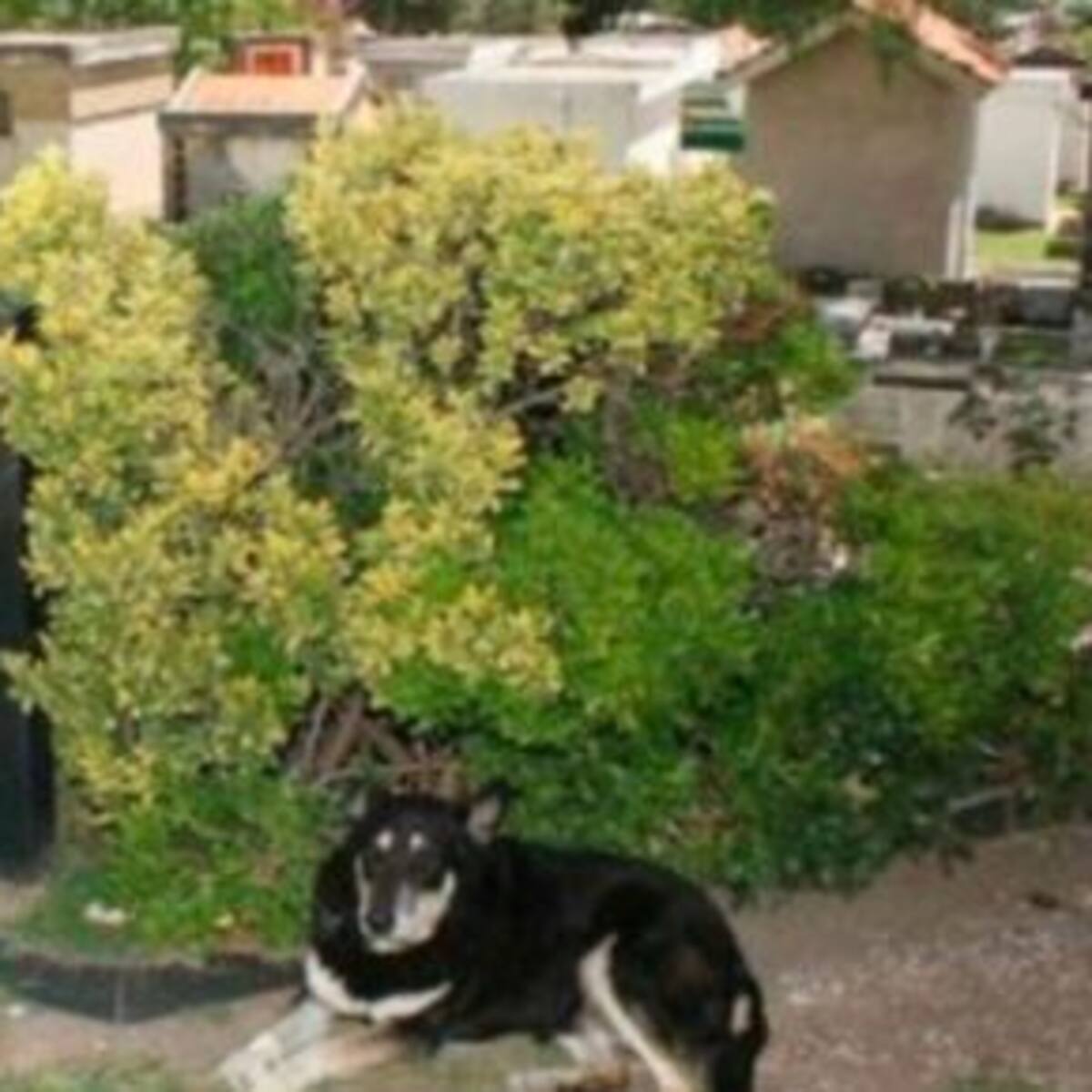 Igual que Hachiko, un perro muere en la tumba de su dueño