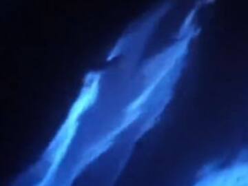 Delfines juegan con bioluminiscencia y se pintan de neón