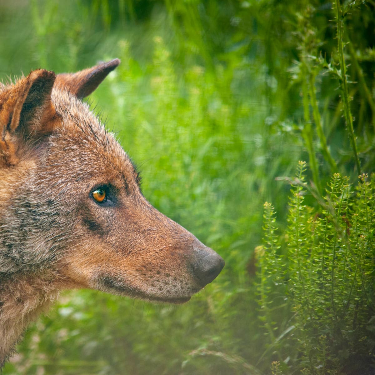 La victoria del lobo: la justicia da la razón a los ecologistas y no permitirá su caza en Asturias