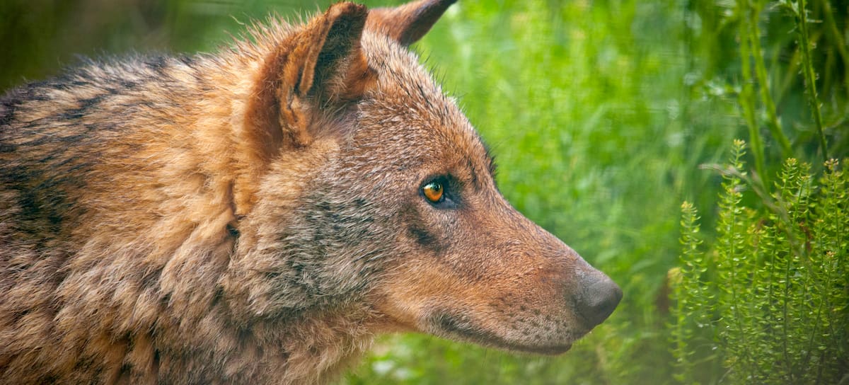 Un ejemplar de lobo ibérico.