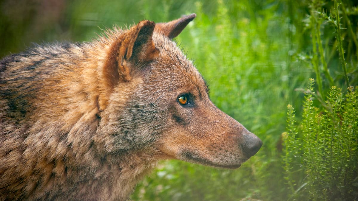 La victoria del lobo: la justicia da la razón a los ecologistas y no permitirá su caza en Asturias