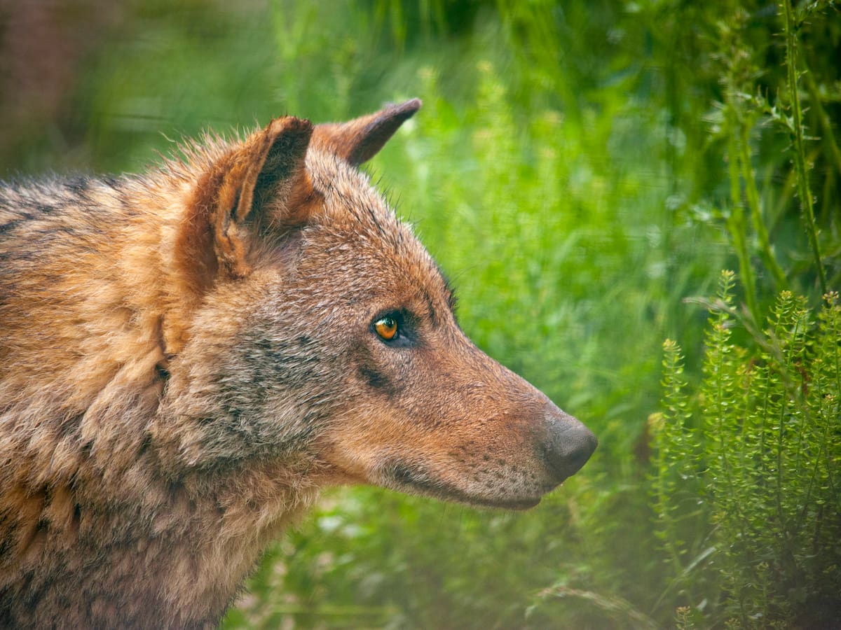 La victoria del lobo: la justicia da la razón a los ecologistas y no permitirá su caza en Asturias