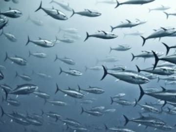 El mercurio de los peces, una seria amenaza para la salud