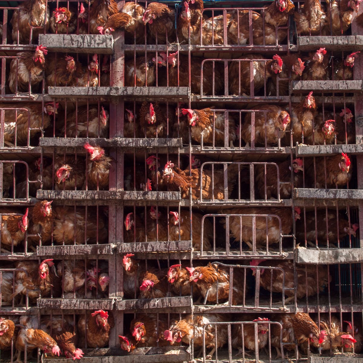 Bruselas da la espalda a los animales y prioriza al sector ganadero