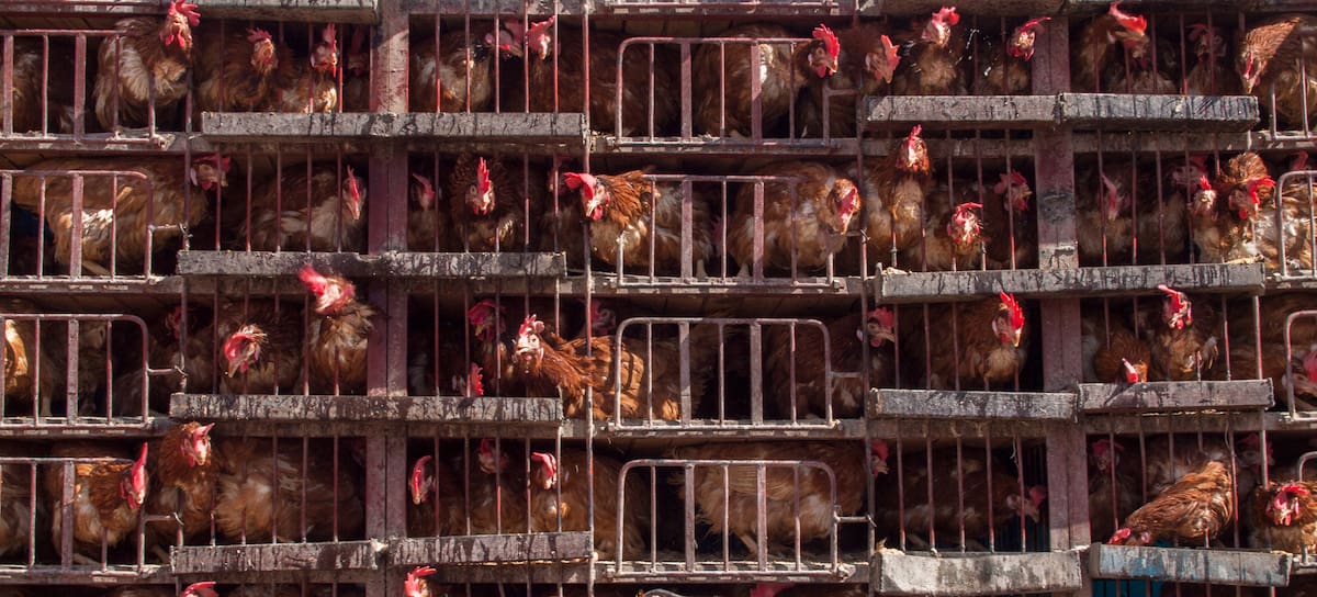 Las jaulas enfrentan a animalistas y ganaderos.