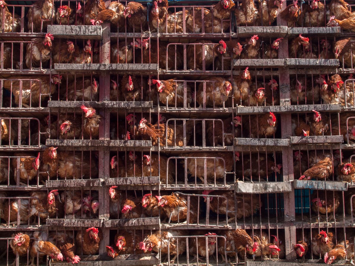 Bruselas da la espalda a los animales y prioriza al sector ganadero