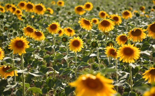 Campos de Girasoles en Huelva.