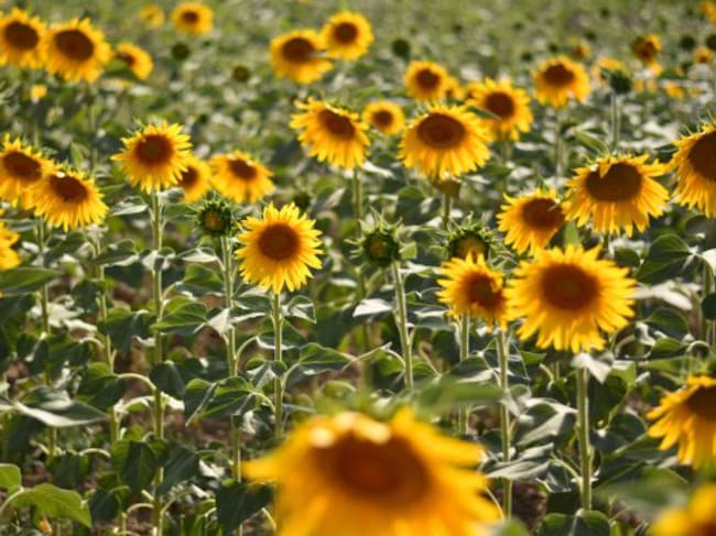 Campos de Girasoles en Huelva.