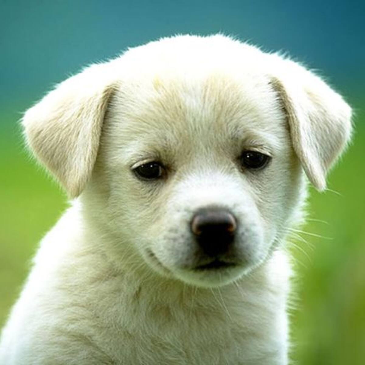 Perro le explica a su dueña lo que le paso luego de perderse