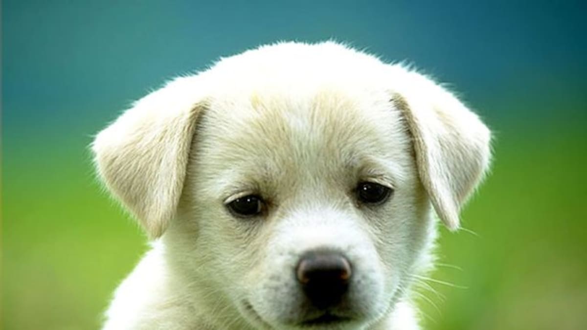 Perro le explica a su dueña lo que le paso luego de perderse