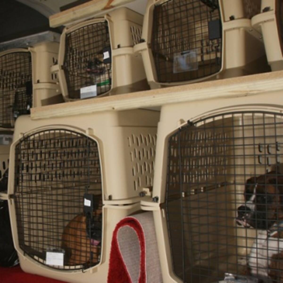 Aerolínea mexicana pierde la mascota de una pasajera y la búsqueda se hacer viral