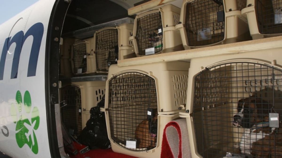 Aerolínea mexicana pierde la mascota de una pasajera y la búsqueda se hacer viral