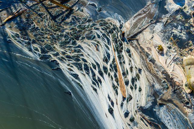 Estas aguas contaminadas podrían provocar graves daños al ecosistema marino