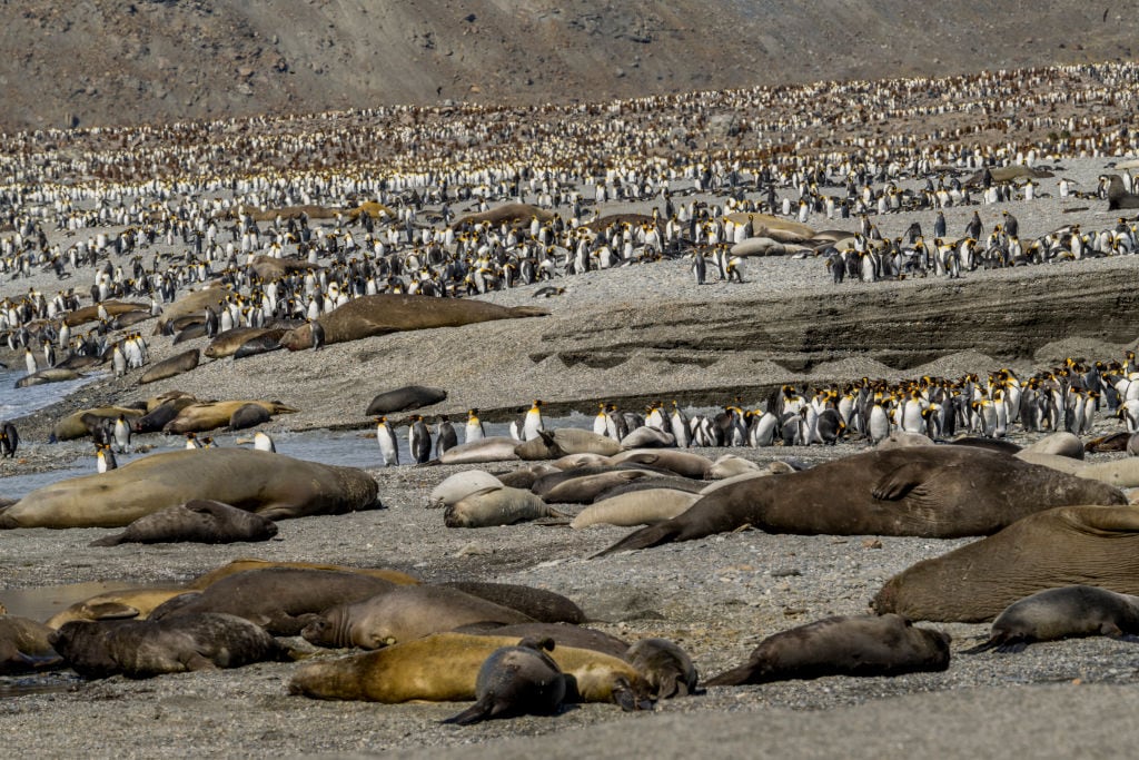 Retos de sobreviviencia a los que se enfrentan los pingüinos