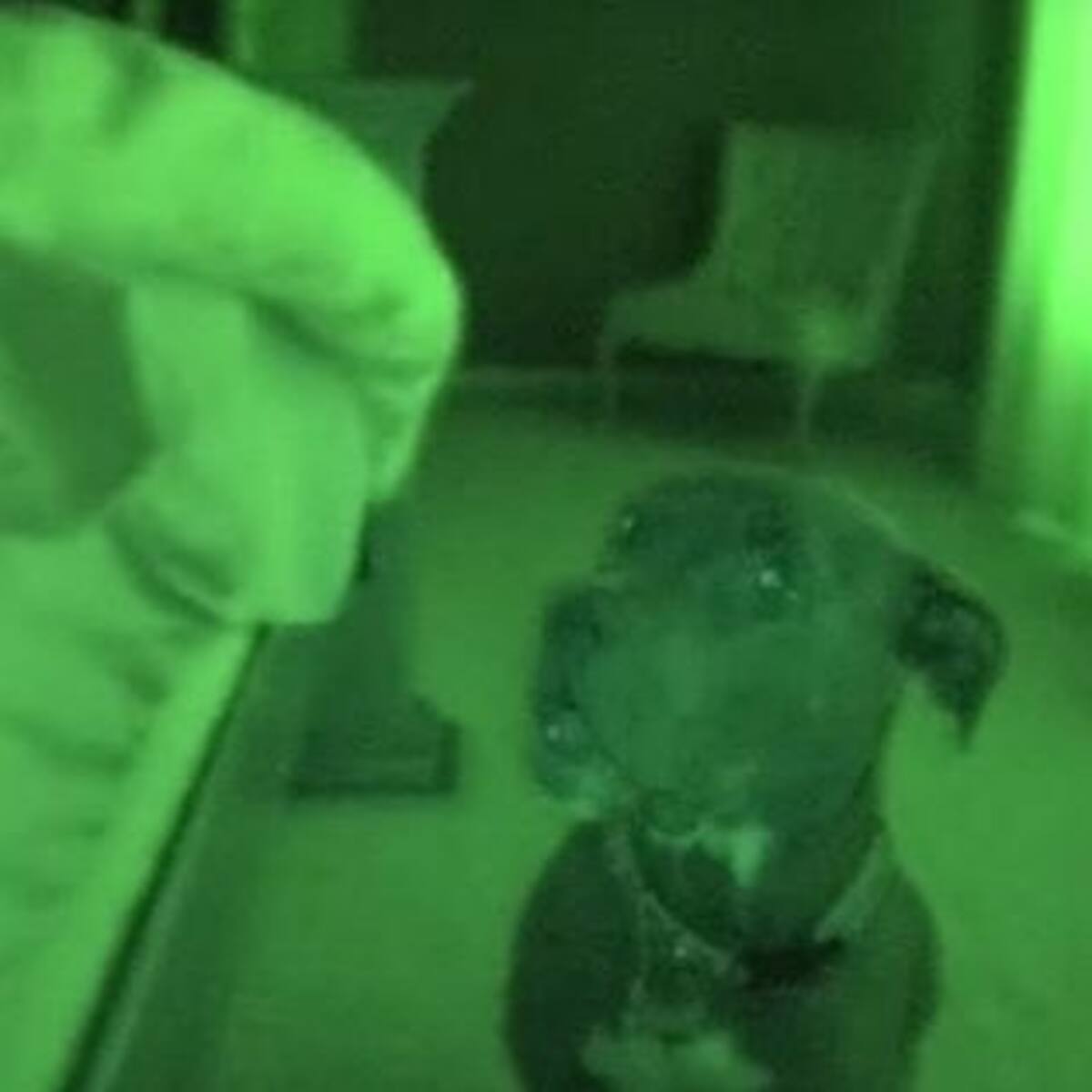 Puso una cámara para espiar a su perro en la madrugada y se llevó una sorpresa
