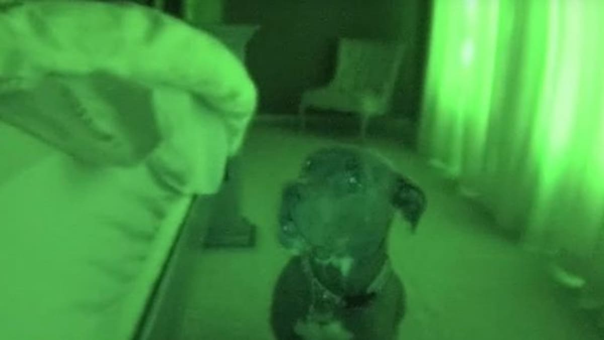 Puso una cámara para espiar a su perro en la madrugada y se llevó una sorpresa