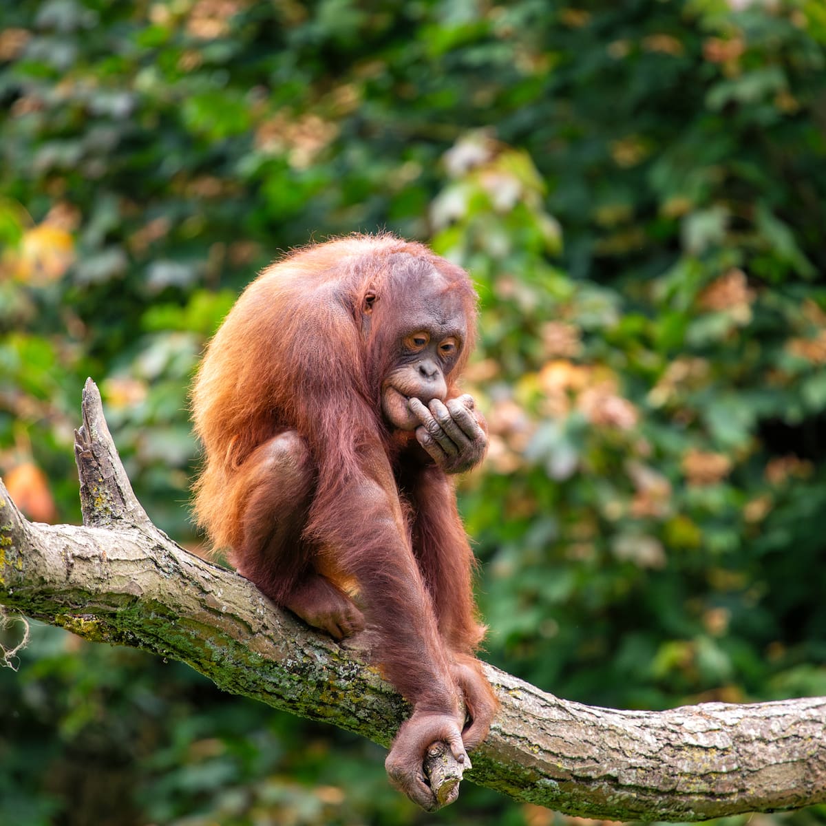 Deforestación y aceite de palma: la tragedia de Borneo de la que casi nadie habla