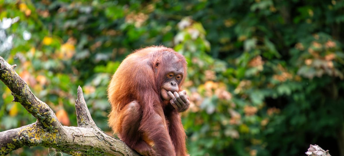 Un orangután de Borneo.