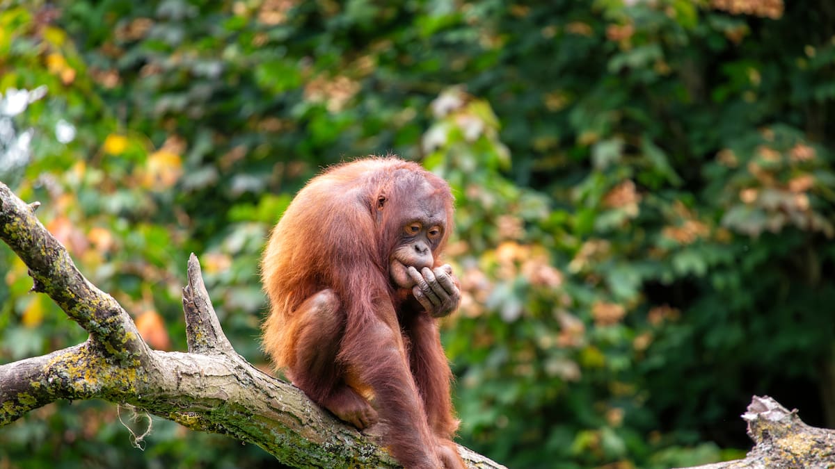Deforestación y aceite de palma: la tragedia de Borneo de la que casi nadie habla