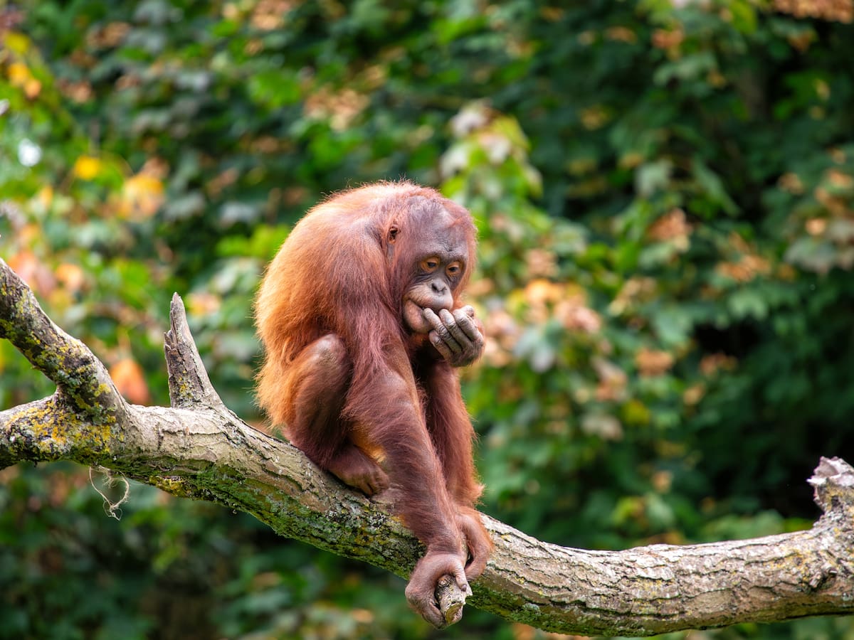 Deforestación y aceite de palma: la tragedia de Borneo de la que casi nadie habla