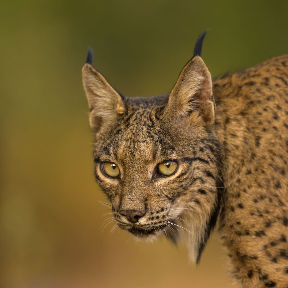 El lince vuelve a Aragón y cambia el mapa de la especie en España
