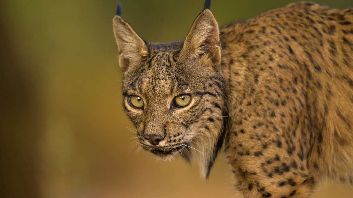 El lince vuelve a Aragón y cambia el mapa de la especie en España