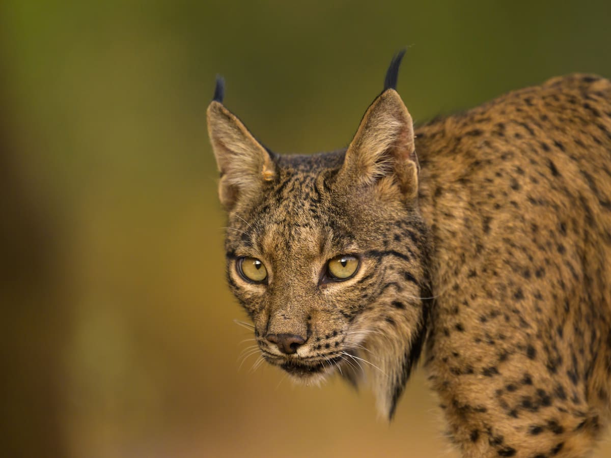 El lince vuelve a Aragón y cambia el mapa de la especie en España