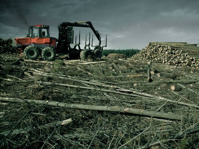 El extractivismo está detrás de prácticas como la deforestación.