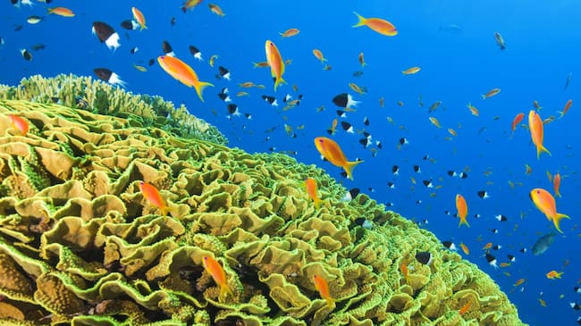 Cosas que puedes hacer para salvar los océanos