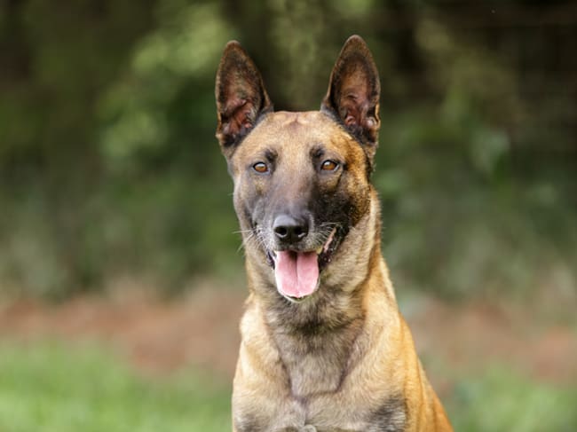 Pastor belga malinois