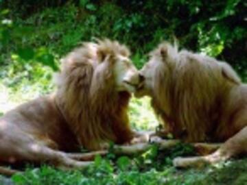 Los &quot;leones gay&quot; de Kenia