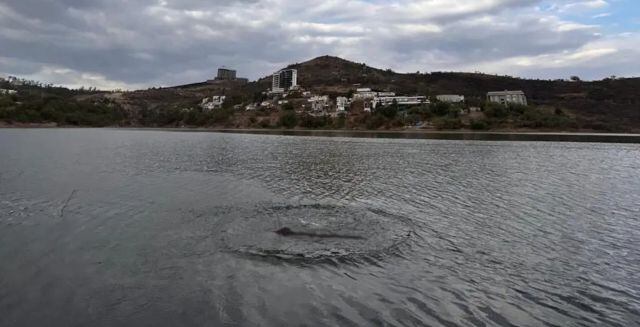 Las personas aseguran que se trata de un dinosaurio