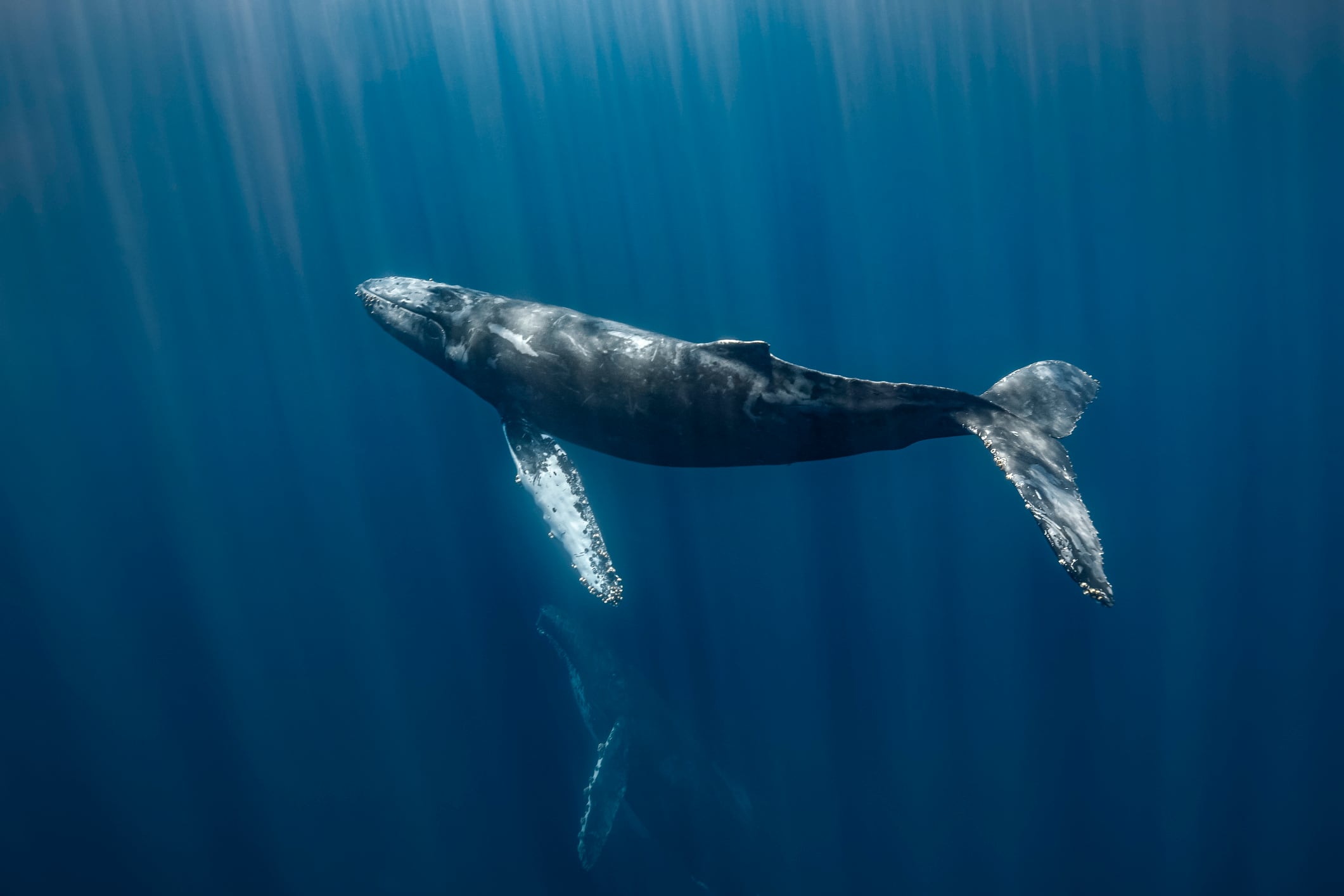 La caza de ballenas indigna a los ecologistas y animalistas.