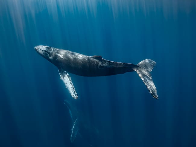 La caza de ballenas indigna a los ecologistas y animalistas.