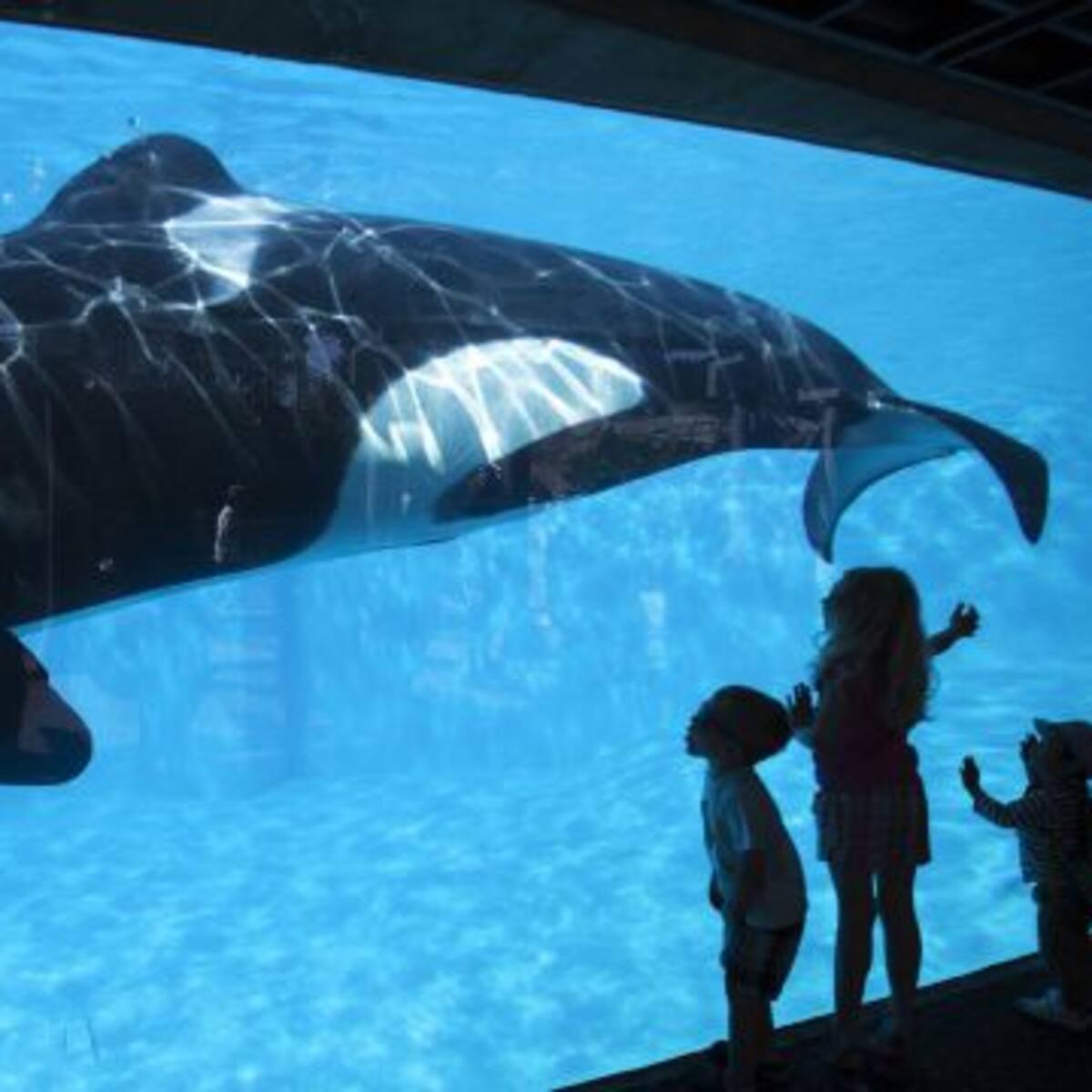 ¡Liberen a las orcas!