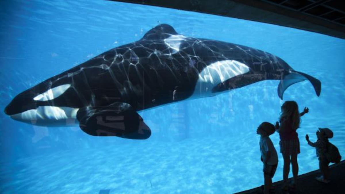 ¡Liberen a las orcas!