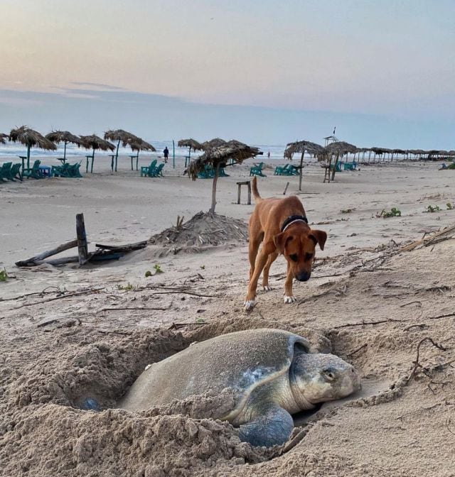 Solovino ayuda a las tortugas en la playa de Miramar en Madero, Tamaulipas