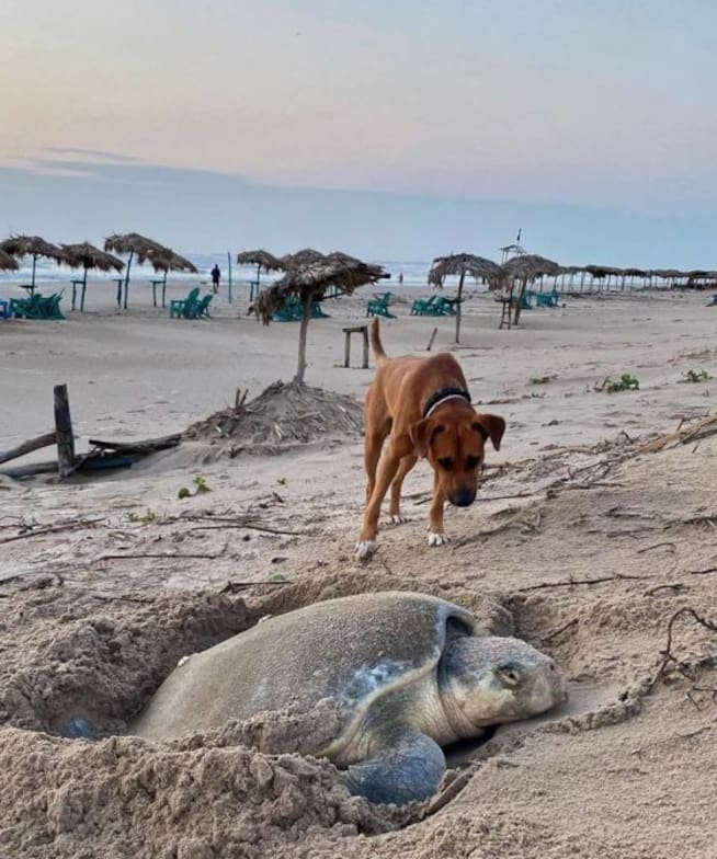Solovino ayuda a las tortugas en la playa de Miramar en Madero, Tamaulipas