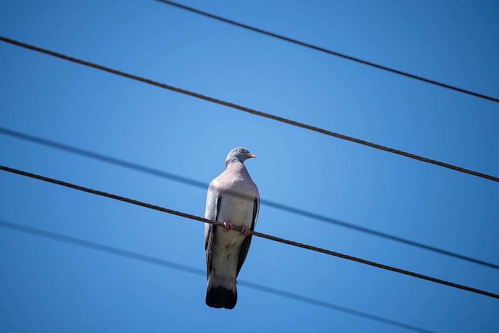 Cada año mueren miles de aves electrocutadas.