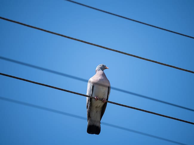 Cada año mueren miles de aves electrocutadas.