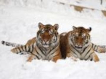 Así lucen los tigres siberianos gordos en un zoológico de China