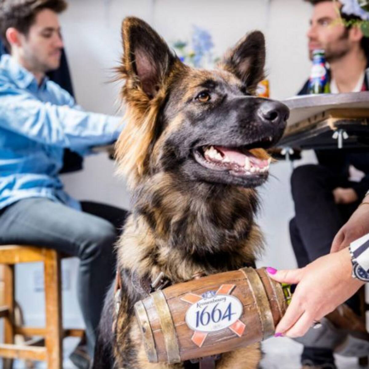 Conocé el bar que es atendido por perros