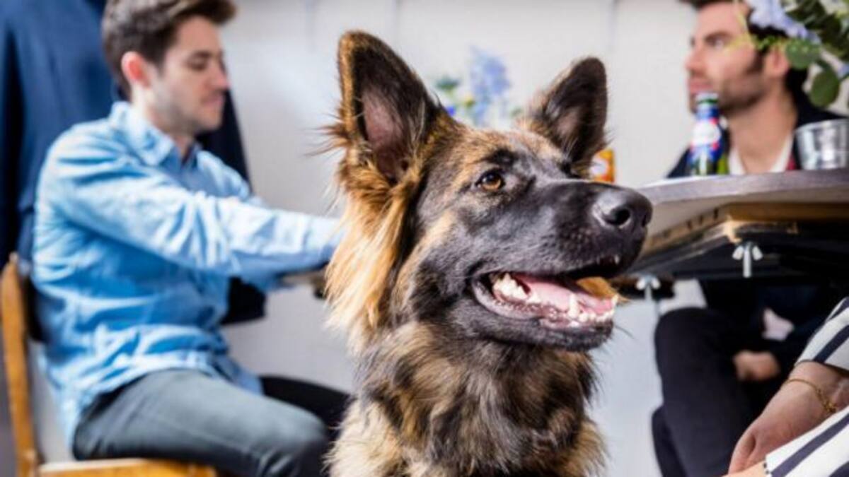 Conocé el bar que es atendido por perros